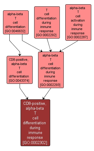 GO:0002302 - CD8-positive, alpha-beta T cell differentiation during immune response (interactive image map)