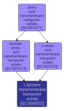 GO:0005302 - L-tyrosine transmembrane transporter activity (interactive image map)