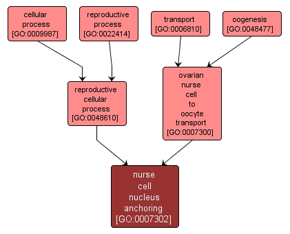 GO:0007302 - nurse cell nucleus anchoring (interactive image map)