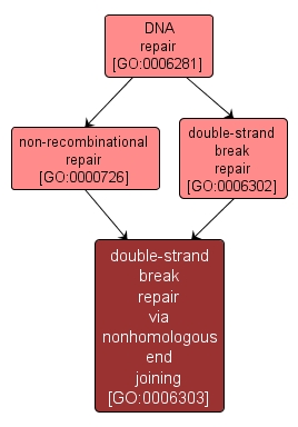 GO:0006303 - double-strand break repair via nonhomologous end joining (interactive image map)