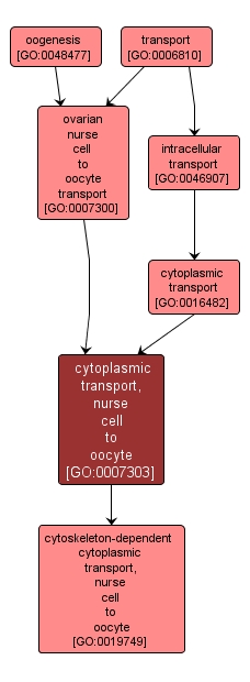 GO:0007303 - cytoplasmic transport, nurse cell to oocyte (interactive image map)