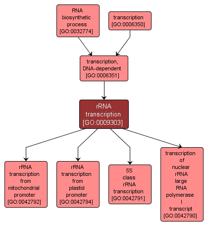 GO:0009303 - rRNA transcription (interactive image map)