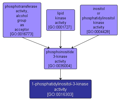 GO:0016303 - 1-phosphatidylinositol-3-kinase activity (interactive image map)