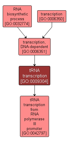 GO:0009304 - tRNA transcription (interactive image map)