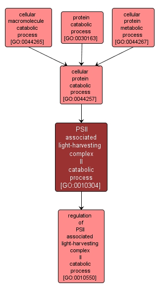 GO:0010304 - PSII associated light-harvesting complex II catabolic process (interactive image map)