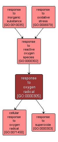 GO:0000305 - response to oxygen radical (interactive image map)