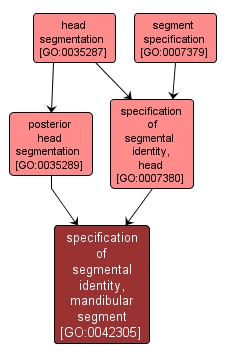 GO:0042305 - specification of segmental identity, mandibular segment (interactive image map)