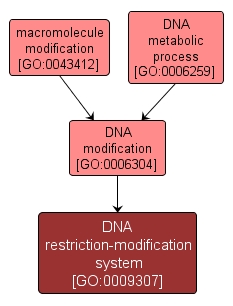 GO:0009307 - DNA restriction-modification system (interactive image map)