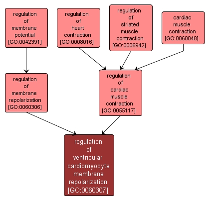 GO:0060307 - regulation of ventricular cardiomyocyte membrane repolarization (interactive image map)