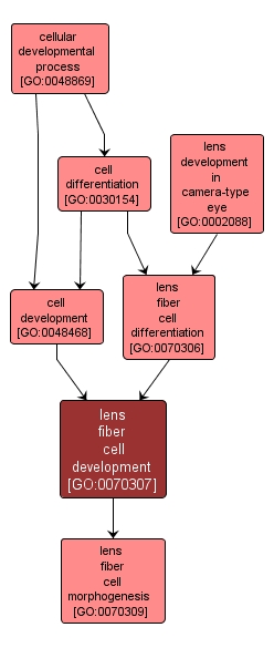 GO:0070307 - lens fiber cell development (interactive image map)