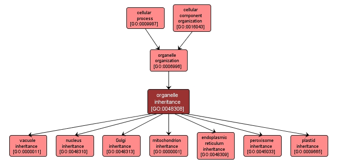 GO:0048308 - organelle inheritance (interactive image map)