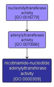 GO:0000309 - nicotinamide-nucleotide adenylyltransferase activity (interactive image map)