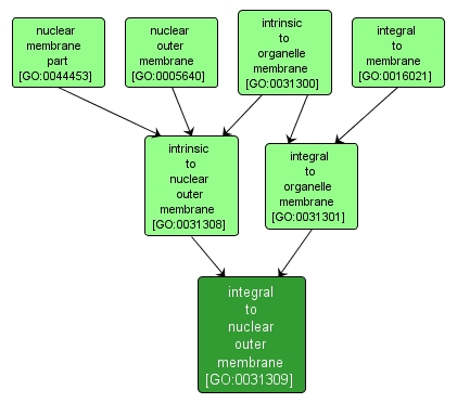 GO:0031309 - integral to nuclear outer membrane (interactive image map)