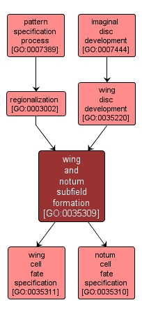 GO:0035309 - wing and notum subfield formation (interactive image map)