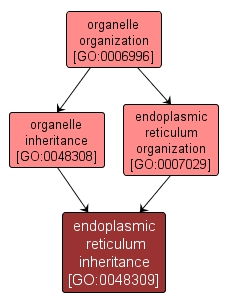 GO:0048309 - endoplasmic reticulum inheritance (interactive image map)