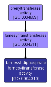 GO:0004310 - farnesyl-diphosphate farnesyltransferase activity (interactive image map)