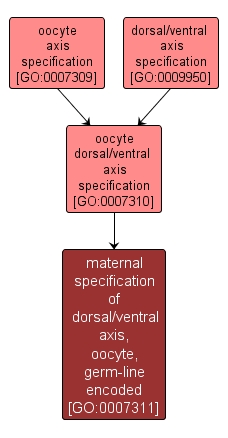 GO:0007311 - maternal specification of dorsal/ventral axis, oocyte, germ-line encoded (interactive image map)