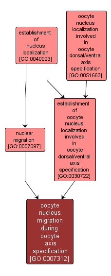 GO:0007312 - oocyte nucleus migration during oocyte axis specification (interactive image map)