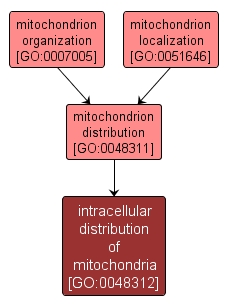 GO:0048312 - intracellular distribution of mitochondria (interactive image map)