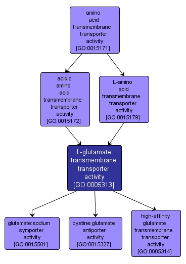 GO:0005313 - L-glutamate transmembrane transporter activity (interactive image map)