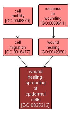 GO:0035313 - wound healing, spreading of epidermal cells (interactive image map)