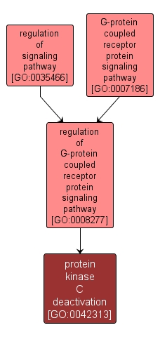 GO:0042313 - protein kinase C deactivation (interactive image map)