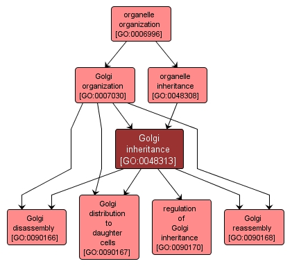GO:0048313 - Golgi inheritance (interactive image map)