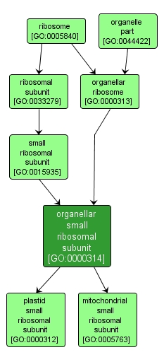 GO:0000314 - organellar small ribosomal subunit (interactive image map)