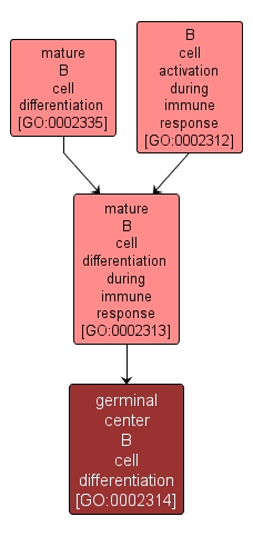 GO:0002314 - germinal center B cell differentiation (interactive image map)