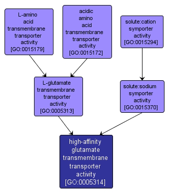 GO:0005314 - high-affinity glutamate transmembrane transporter activity (interactive image map)