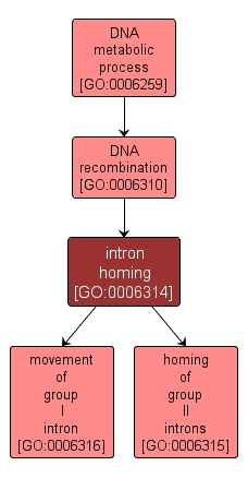 GO:0006314 - intron homing (interactive image map)