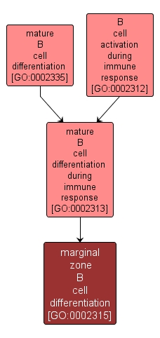 GO:0002315 - marginal zone B cell differentiation (interactive image map)