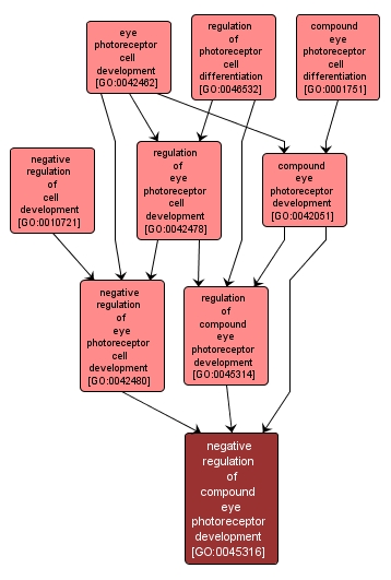 GO:0045316 - negative regulation of compound eye photoreceptor development (interactive image map)
