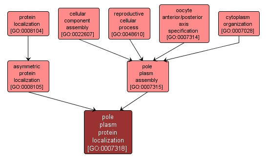 GO:0007318 - pole plasm protein localization (interactive image map)