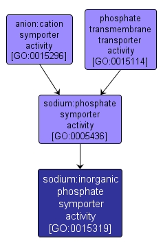 GO:0015319 - sodium:inorganic phosphate symporter activity (interactive image map)