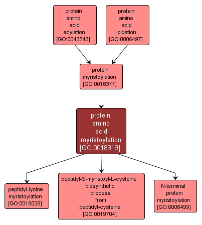 GO:0018319 - protein amino acid myristoylation (interactive image map)