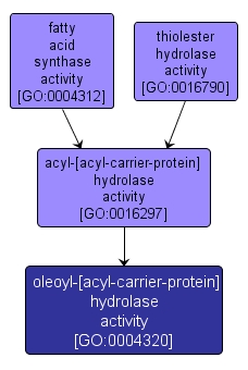 GO:0004320 - oleoyl-[acyl-carrier-protein] hydrolase activity (interactive image map)