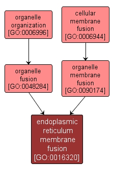 GO:0016320 - endoplasmic reticulum membrane fusion (interactive image map)