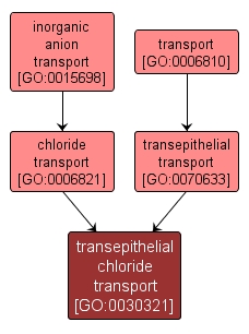 GO:0030321 - transepithelial chloride transport (interactive image map)