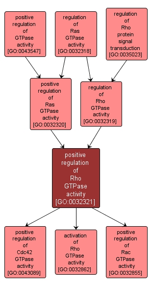 GO:0032321 - positive regulation of Rho GTPase activity (interactive image map)