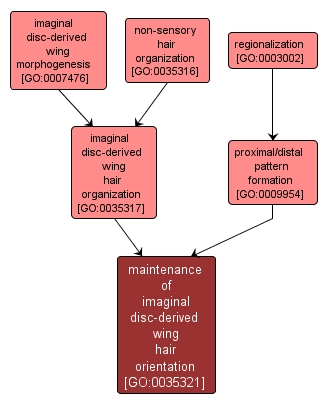 GO:0035321 - maintenance of imaginal disc-derived wing hair orientation (interactive image map)