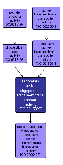 GO:0015322 - secondary active oligopeptide transmembrane transporter activity (interactive image map)