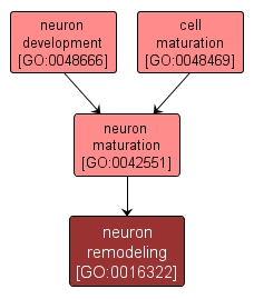 GO:0016322 - neuron remodeling (interactive image map)