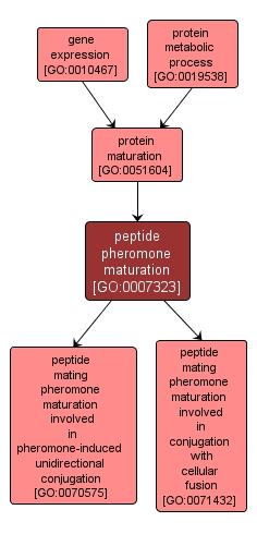GO:0007323 - peptide pheromone maturation (interactive image map)