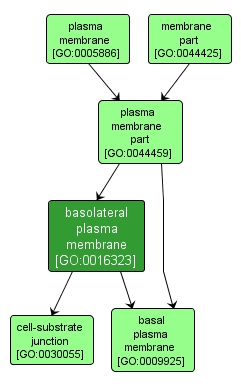 GO:0016323 - basolateral plasma membrane (interactive image map)