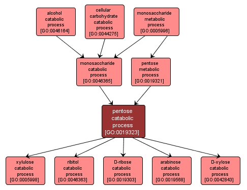 GO:0019323 - pentose catabolic process (interactive image map)