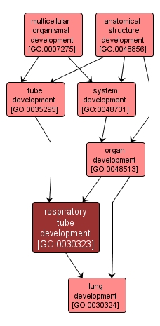 GO:0030323 - respiratory tube development (interactive image map)
