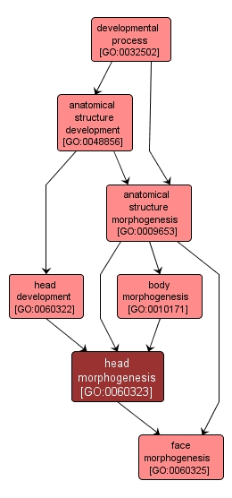 GO:0060323 - head morphogenesis (interactive image map)