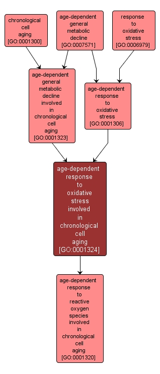 GO:0001324 - age-dependent response to oxidative stress involved in chronological cell aging (interactive image map)