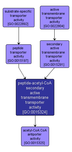GO:0015324 - peptide-acetyl-CoA secondary active transmembrane transporter activity (interactive image map)